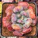 Echeveria 'Hearts Delight' 4" Cutting Succulent Plant