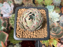 Echeveria 'Blue Rise' 1" Succulent Plant