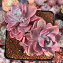 Graptoveria 'Mrs. Richards' Variegated 3" Succulent Plant