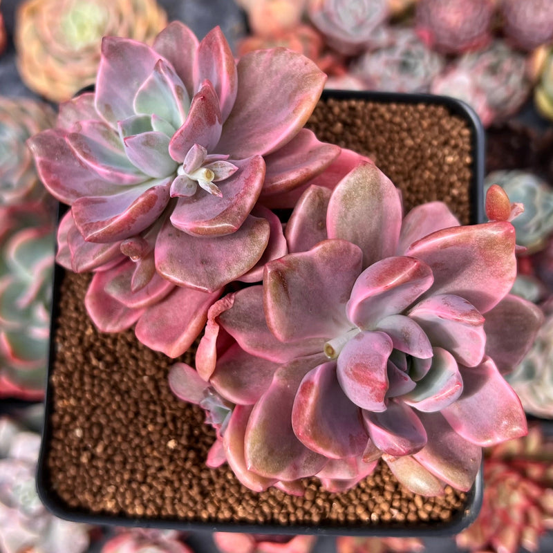 mrs richards succulent Graptoveria 'Mrs. Richards' Variegated 3" Succulent Plant