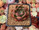 Echeveria Agavoides 'Alvaroz' 2" Succulent Plant