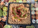 Echeveria Agavoides 'Black Queen' 2" Succulent Plant
