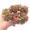 Sedum 'Lucidum Obesum' Crested Cluster 5" Rare Succulent Plant