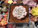 Echeveria 'Hearts Choice' 2" Succulent Plant