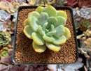 Echeveria 'Chloe' 2" Succulent Plant
