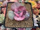 Echeveria 'Suyon Frill' Variegated 2" Succulent Plant