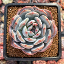 Echeveria 'Orange Monroe' 2"-3" Succulent Plant
