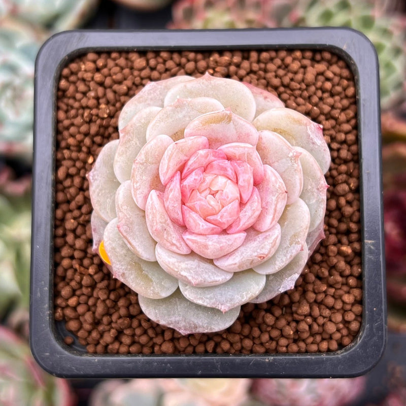 succulent lovers Echeveria 'Pure Love' 1" Succulent Plant – True Succulents Plant Co