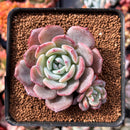Echeveria 'Horizon' 3" Cluster Succulent Plant