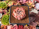 Echeveria 'Coloraz' 2" Succulent Plant