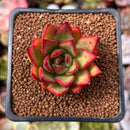 Echeveria Agavoides 'Zeck' 1" Succulent Plant