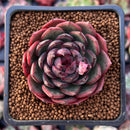 Echeveria 'Black Queen' Round-Leaf 2" Selected Clone Succulent Plant