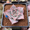 Echeveria 'Madiba' 1"-2" Succulent Plant