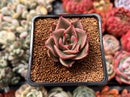 Echeveria Agavoides 'Padma' 2" Succulent Plant