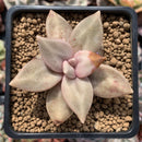 Echeveria 'Xichuensis' 2"-3" (Blemished) Succulent Plant