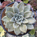 Echeveria 'German Champaign' 3" Succulent Plant