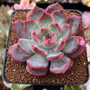 Echeveria 'Glam Pink' 2"-3" Succulent Plant