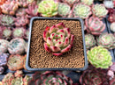 Echeveria Agavoides 'Cherbourg' 1" Succulent Plant