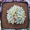 Echeveria 'Mexensis Zaragosa' 2" Succulent Plant