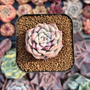 Echeveria sp. 1" Succulent Plant