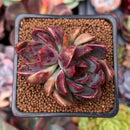 Echeveria 'Violet Cheese' 2" Cluster Succulent Plant