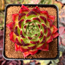 Echeveria Agavoides sp. 3" Succulent Plant