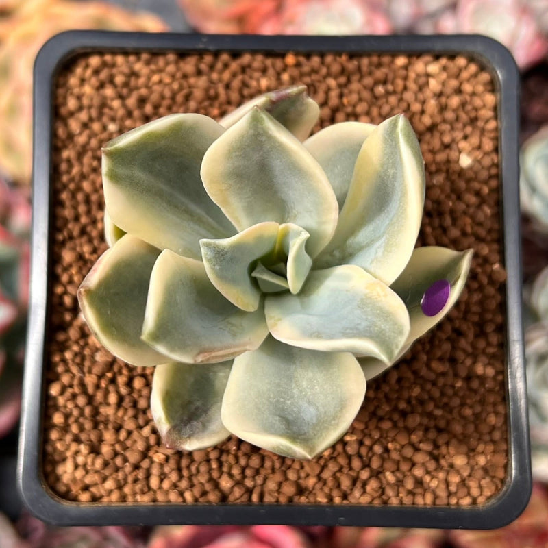 fred ives succulent for sale Graptoveria 'Fred Ives' Variegated 1" Succulent Plant – True Succulents  Plant Co