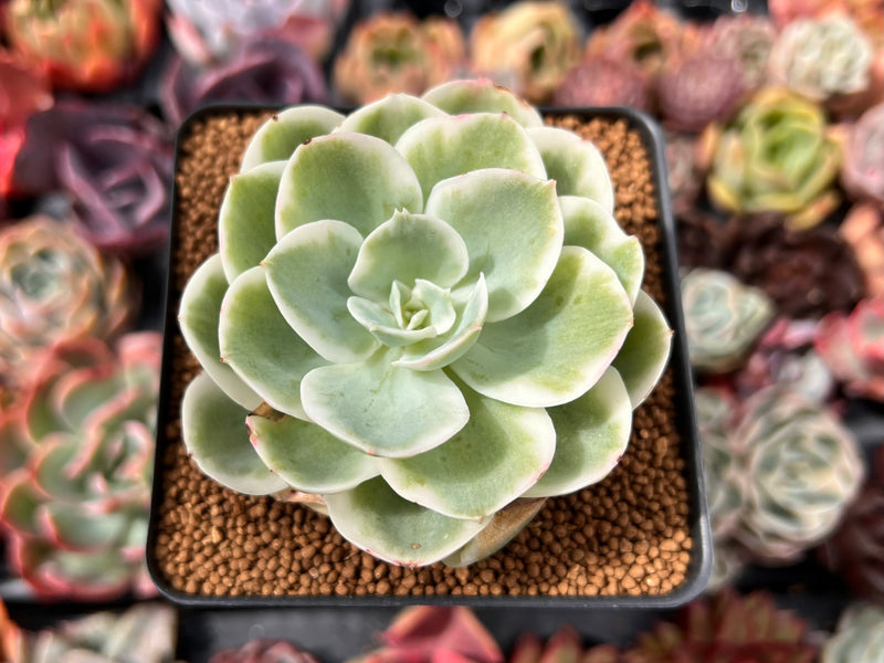 lemon succulent plant Echeveria 'Lemon Lime' Variegated 2"-3" Succulent Plant – True Succulents  Plant Co