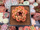 Echeveria 'Black Rose' 2" Succulent Plant