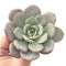 Echeveria 'Soul Mint' 3" Powdery Succulent Plant