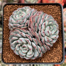 Echeveria 'Minima' 2"-3" Cluster Succulent Plant