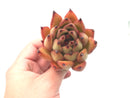 Echeveria Agavoides ‘Mundy’ 3” Rare Succulent Plant