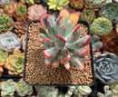 Cotyledon 'Orbiculata' Variegated 3" Succulent Plant