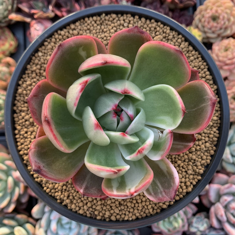 Echeveria Agavoides 'Star Boss' Variegated 4" Very Rare Succulent Plant