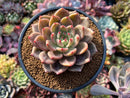 Echeveria 'Luna Solar' 4" New Hybrid Succulent Plant