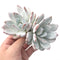 Echeveria 'Ivory' Double Headed Cluster 4"-5" Powdery Succulent Plant
