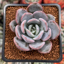 Echeveria 'Hayul' 2" Succulent Plant