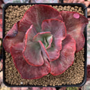 Echeveria 'Kattelra' Variegated 4" Rare Succulent Plant