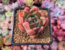 Echeveria Agavoides sp. 3" Succulent Plant