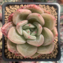 Echeveria 'Pink Champaign' 3" Succulent Plant