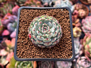 Echeveria 'Dark Minima' 1" Succulent Plant