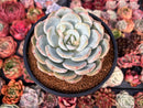 Echeveria 'Orange Monroe' 4" Succulent Plant