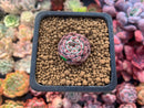 Echeveria 'Minima' 1/2"-1" Small Succulent Plant