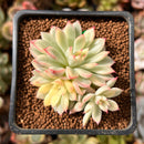 Echeveria 'Mebina' Variegated 2" Succulent Plant