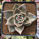 Echeveria Agavoides 'Jade Star' 2"-3" Succulent Plant