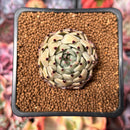 Echeveria 'Primavera' 1" Succulent Plant
