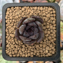 Echeveria 'Black Raccoon' New Hybrid 1" Succulent Plant