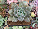 Echeveria 'German Champaign' 3" Succulent Plant