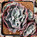 Echeveria 'Camisole' 3" Cluster Succulent Plant