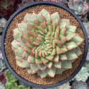 Echeveria Agavoides 'Siren' Crested 5" Succulent Plant